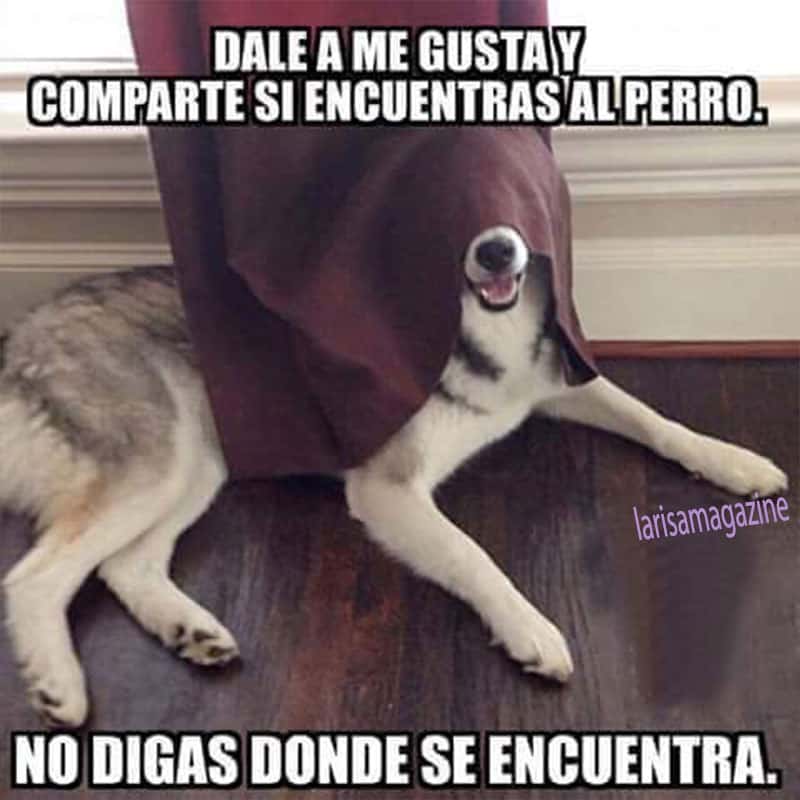 Tan gracioso perrito
