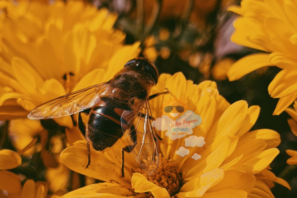dia de la abeja
